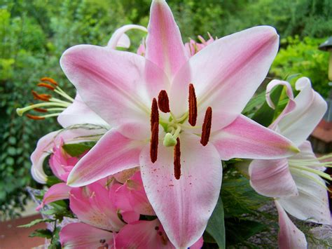 Pink And White Lilies Wallpapers - Wallpaper Cave