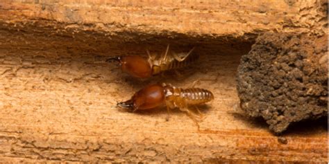 Best Termite Company in San Diego County | Nixtermite