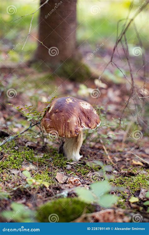 Cep O Boletus Hongos Creciendo En Musgo Verde Exuberante Imagen De