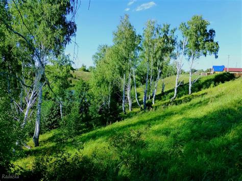 Береза у дома (71 фото) » НА ДАЧЕ ФОТО
