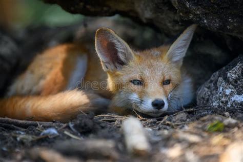 Red Fox Vulpes Vulpes In Forest Close Wild Predators In Natural