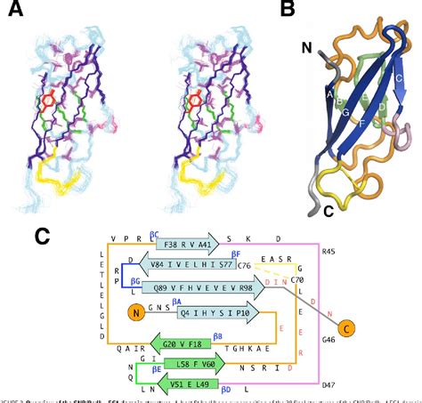 Structure of the Cadherin-related Neuronal Receptor/Protocadherin-α ...