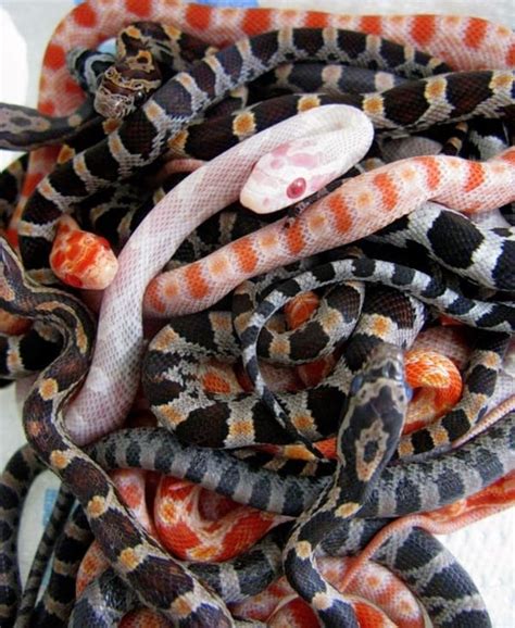 7 Best Pet Snake For Beginners