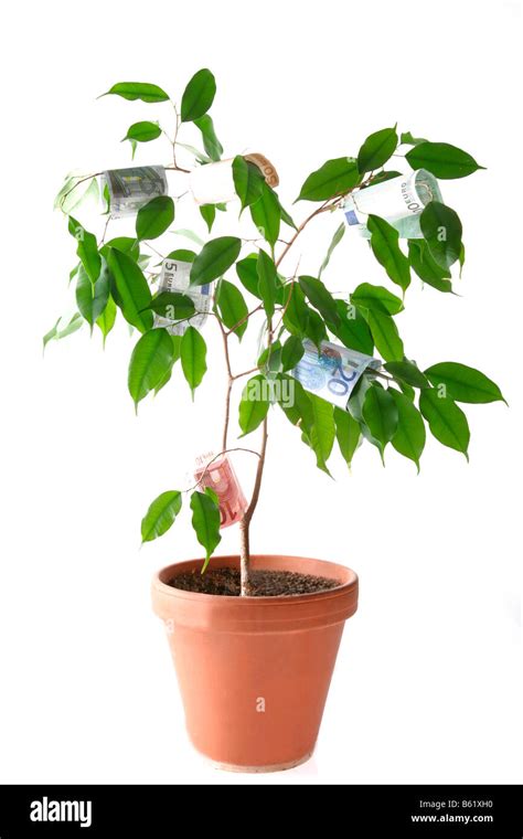 money growing   tree stock photo alamy