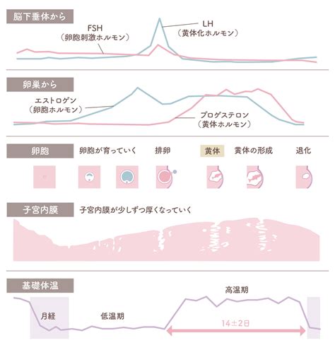 基礎知識 │ 加藤レディスクリニック：不妊治療 体外受精