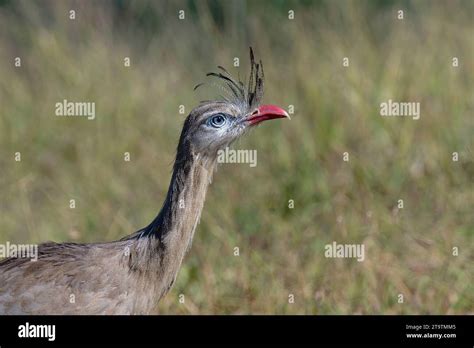 Portrait Of A Red Legged Seriema Or Crested Seriema Cariama Cristata