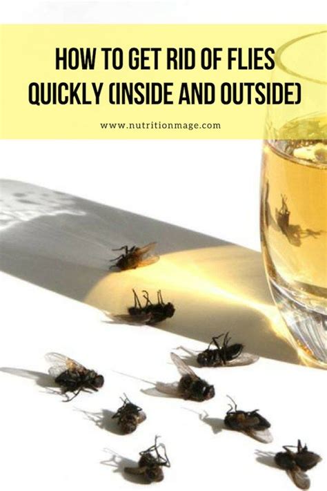 55 Hd Get Rid Of Flies Outside Home Remedy Insectza