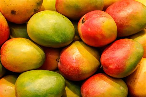 Mango Come Si Coltiva In Italia Agronomia AgroNotizie