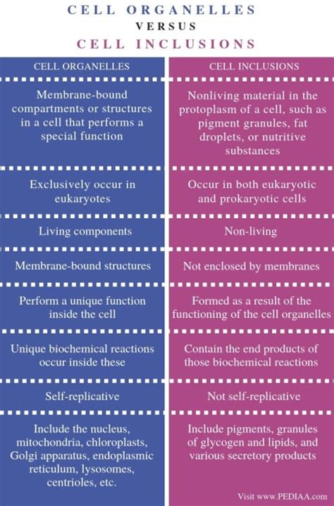 What is the Difference Between Cell Organelles and Cell Inclusions ...