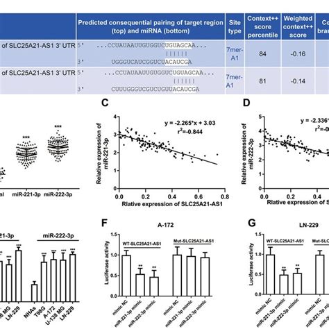 SLC25A21 AS1 Directly Regulates MiR 221 3p MiR 222 3p In Glioma Cells