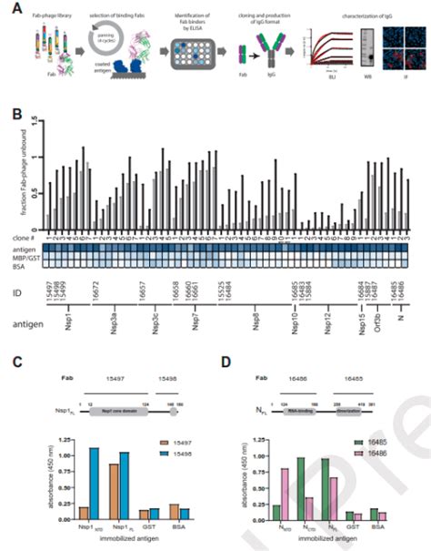 Developing Monoclonal Antibodies Against Sars Cov 2 Immunopaedia