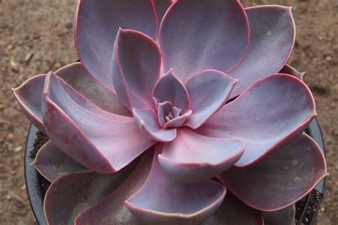 Echeveria Gibbiflora Purple Pearl Let Love Grow Succulent And Cactus