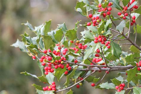 18 Species Of Holly Plants