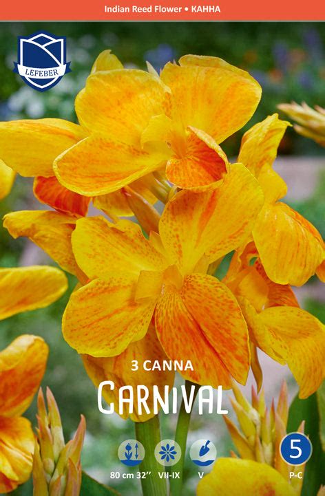 Canna Carnival Jack The Grower