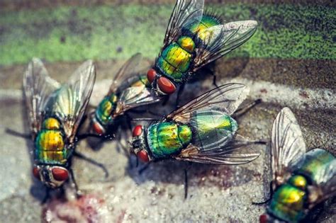 What Causes Green Flies In House At Night