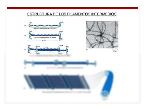 Solution Citoesqueleto Studypool