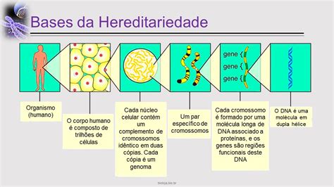 Bases moleculares e citológicas da hereditariedade Bioloja