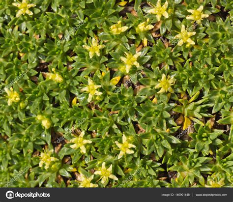 List 105 Wallpaper Weed With Little Yellow Flowers Latest