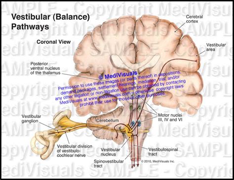 Vestibular Balance Pathways Medivisuals Inc