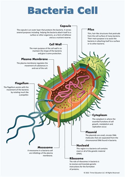 Bacterial Cell Diagram And Functions