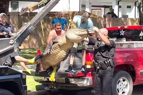 Massive 11 Foot Alligator Seen Strolling Through Houston Suburb