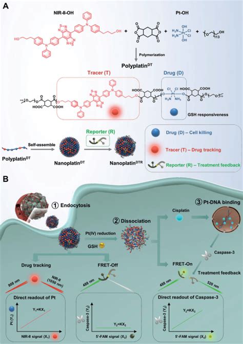 纳米人 Adv Mater：含有精准比例的nir Ii荧光团和前药的聚铂用于示踪药物的体内命运