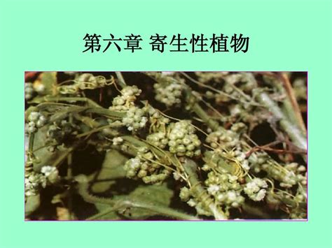 第六章 寄生性植物word文档在线阅读与下载无忧文档