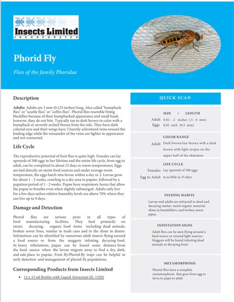 Phorid Fly | Identify Your Pest with Insects Limited — Insects Limited