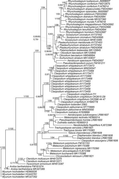 Bayesian Molecular Phylogenetic Tree Of Nrits Region Showing Position