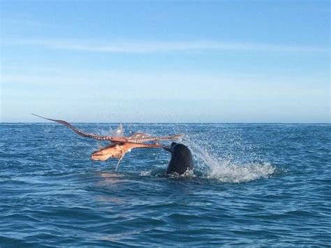 Fur Seal V Octopus Fight Photos Reveal Epic Battle Au