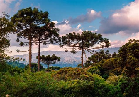 Uno Degli Alberi Pi Imponenti Del Mondo Laraucaria Conosciuto Come L