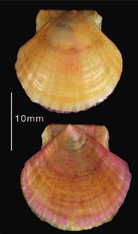 Euvola Ziczac Linnaeus 1758 Beach Photos Steve Trewhella 18 6mm