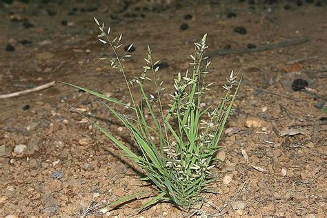 Eragrostis Cilianensis Stinking Lovegrass Go Botany