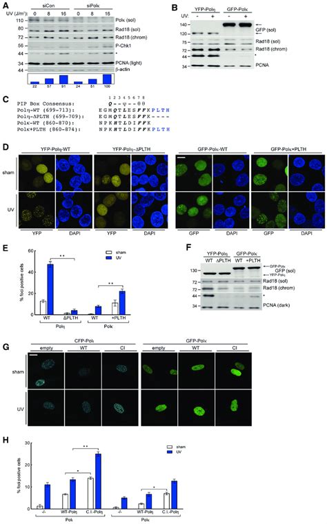 High Affinity Interaction With PCNA Drives PolZ Specific Induction Of