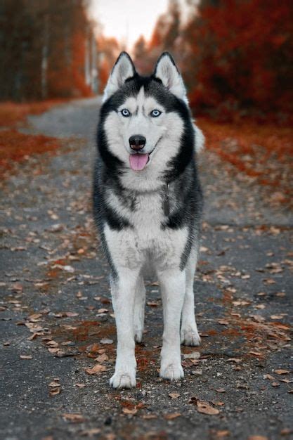 Husky Husky Puppies Husky Puppy Huskies Huskie Huskie Puppy Huskies