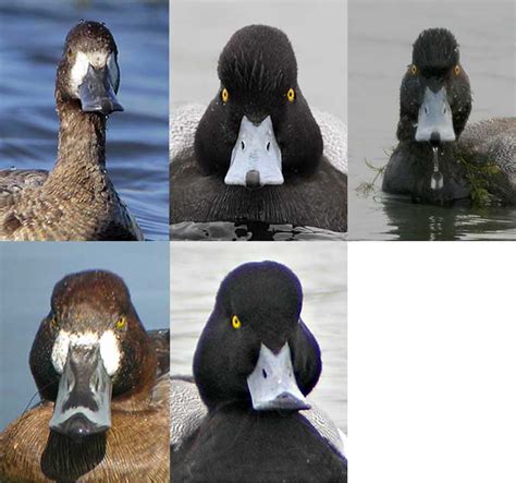 Greater Scaup VS Lesser Scaup Detailed Identification Guide