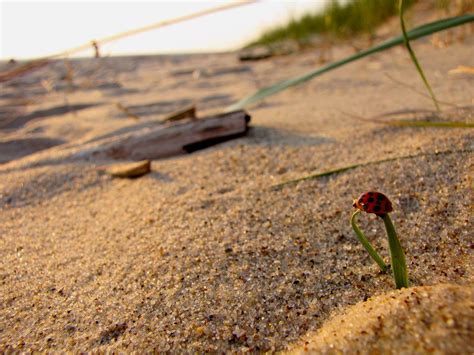 Duck Lake State Park Beach - 2024 Guide (with Photos) | Best beaches to visit in Fruitland Township