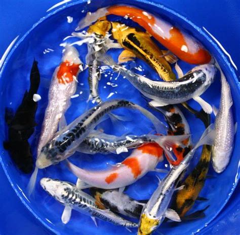 Koi Fish Pond : Biological Science Picture Directory – Pulpbits.net