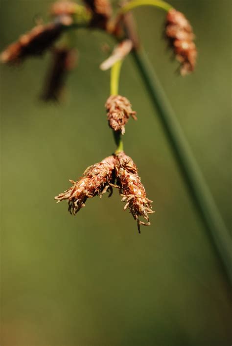 Bulrush - MadeIn Platform