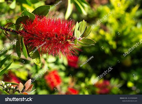 55 Callistemon Citrinus Splendens Images Stock Photos And Vectors