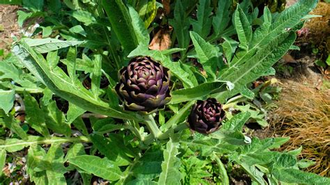 14 Artichoke Varieties You Might Not Be Familiar With