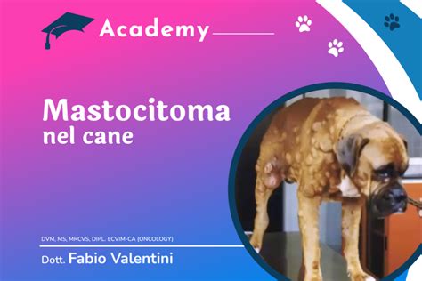 Il Mastocitoma Nel Cane Oncovet Academy