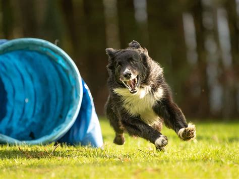 Hoopers Der Hundesport für alle agility welt de