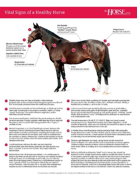 Vital Signs Of A Healthy Horse Poster Horse Posters Horses Horse Care