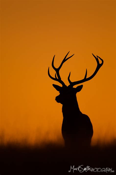 Red Deer Stag Roaring Cervus Elaphus Mark Smith Flickr