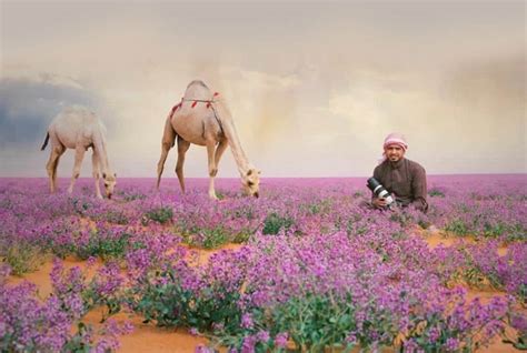 Flower Of Saudi Arabia Best Flower Site