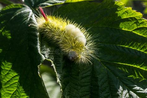 Calliteara Pudibunda Pale Tussock Caterpillar Fluffy Caterpillar