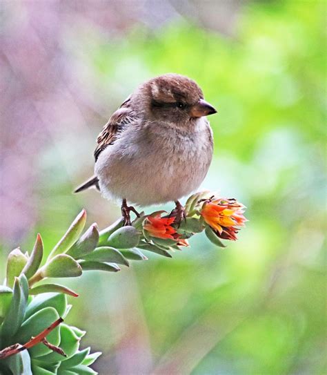 Bird Sparrow Cute - Free photo on Pixabay