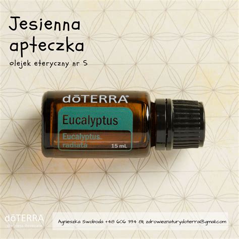 olejek eteryczny Eucalyptus Radiata | Eucalyptus essential oil ...