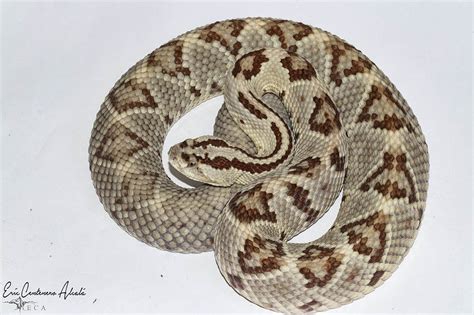 Neotropical Rattlesnake